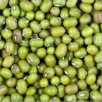 Manufacturers Exporters and Wholesale Suppliers of Green Lentil Ahmedabad Gujarat